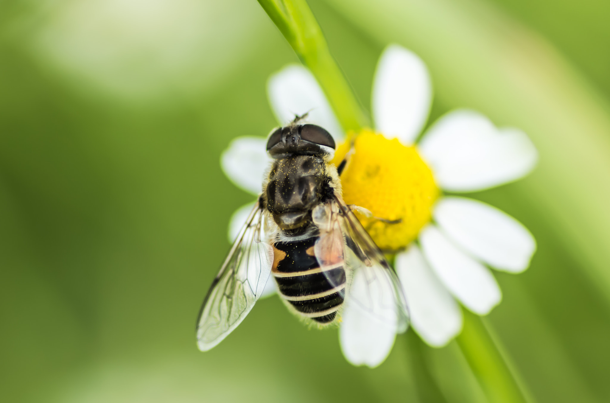 Canon EOS 700D (EOS Rebel T5i / EOS Kiss X7i) + Tamron SP AF 90mm F2.8 Di Macro sample photo. Bee photography