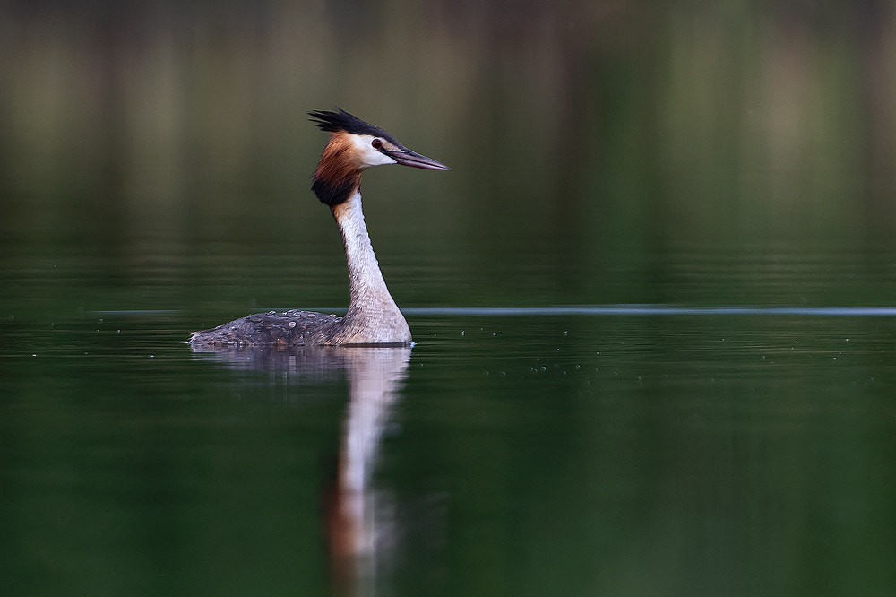 Canon EOS 7D Mark II + Canon EF 300mm F2.8L IS USM sample photo. Grebe in green photography