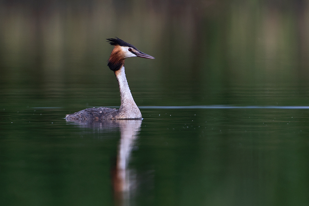 Canon EF 300mm F2.8L IS USM sample photo. Grebe in green photography