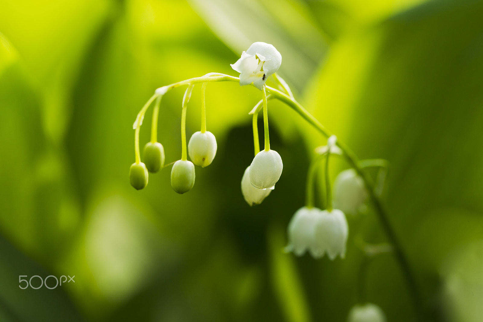 Canon EOS-1D Mark IV sample photo. Forest lily of the valley natural ligh photography