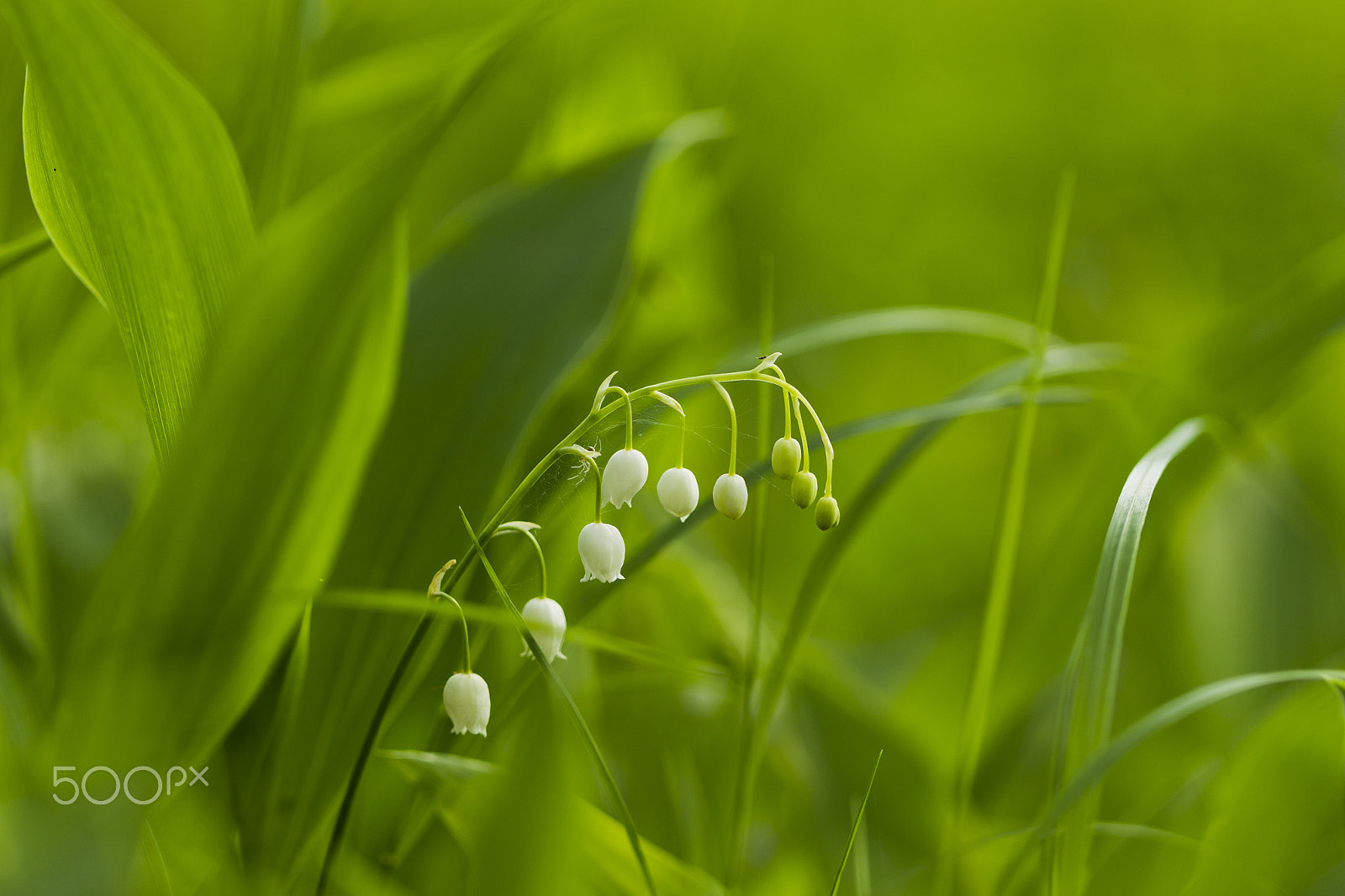 Canon EOS-1D Mark IV sample photo. Forest lily of the valley natural ligh photography