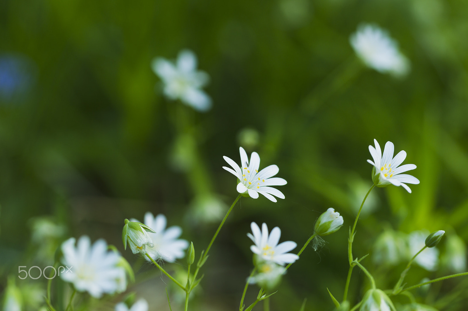 Canon EOS-1D Mark IV sample photo. Spring wild flowers, primroses photography