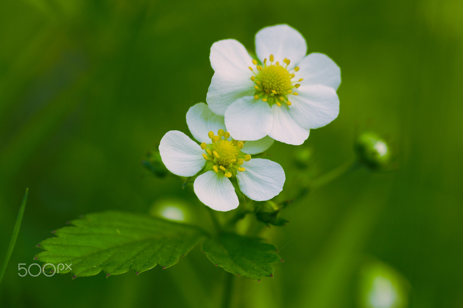 Canon EOS-1D Mark IV sample photo. The flowers of wild strawberry berries photography