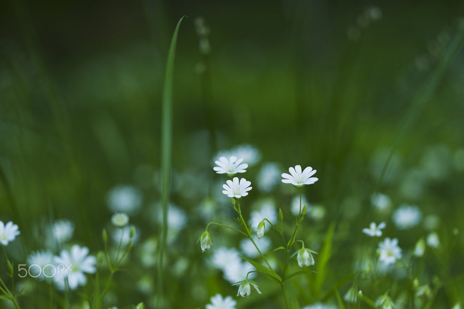 Canon EOS-1D Mark IV sample photo. Spring wild flowers, primroses photography
