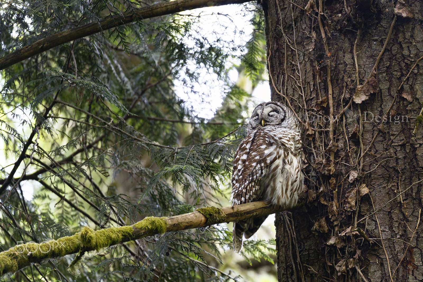 Canon EOS 6D + Canon EF 100-400mm F4.5-5.6L IS II USM sample photo. Sleeping beauty photography