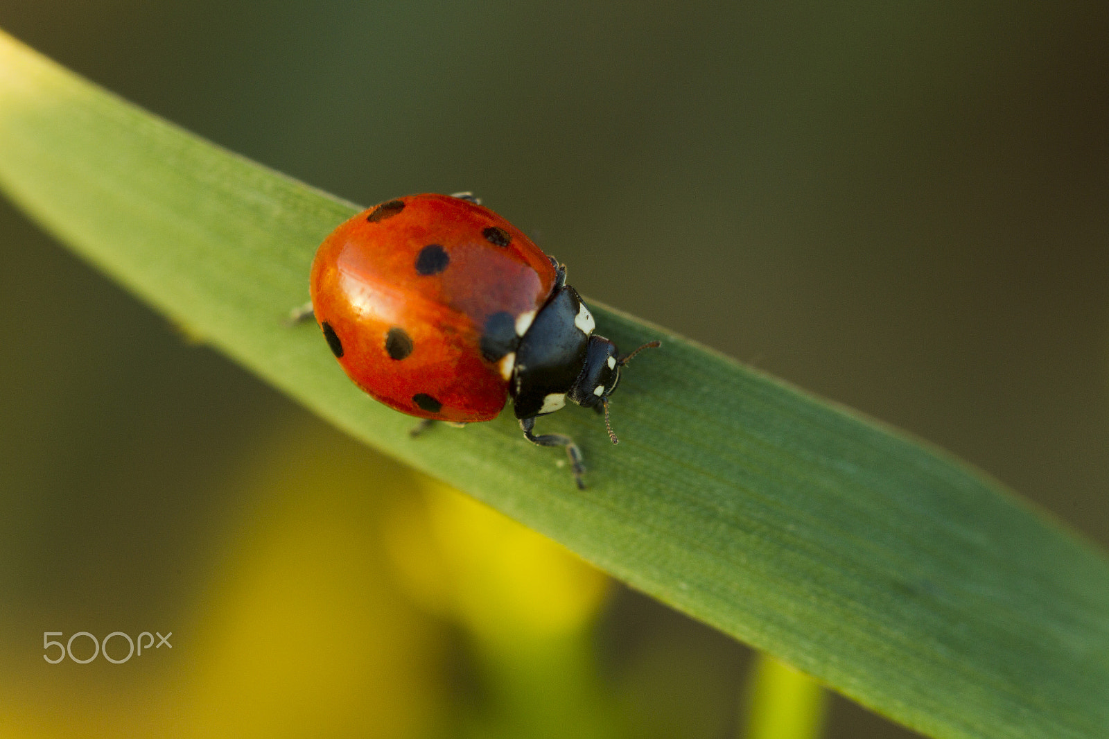Canon EOS-1D Mark IV sample photo. Beetles ladybug in green grass photography