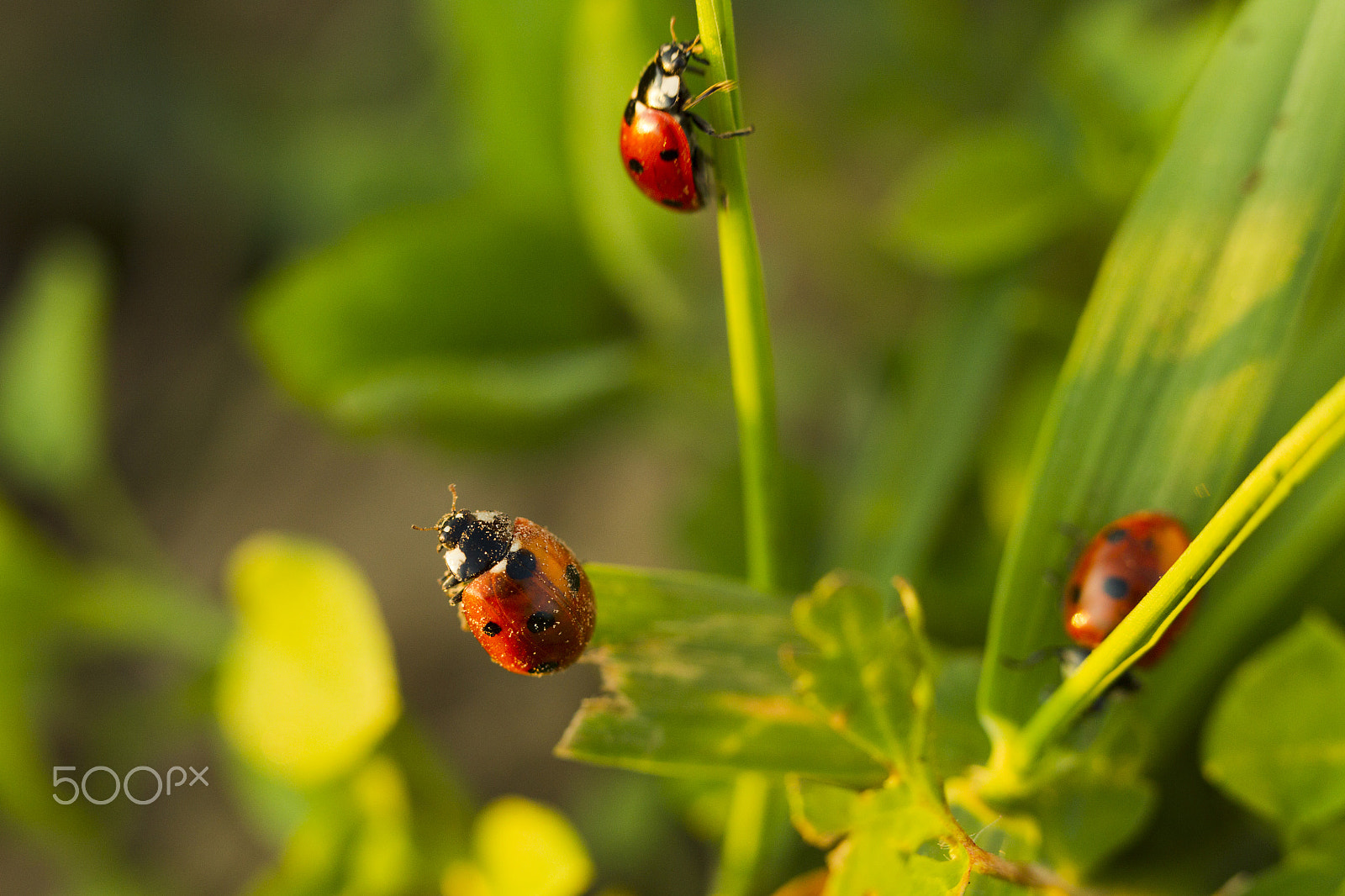 Canon EOS-1D Mark IV sample photo. Beetles ladybug in green grass photography