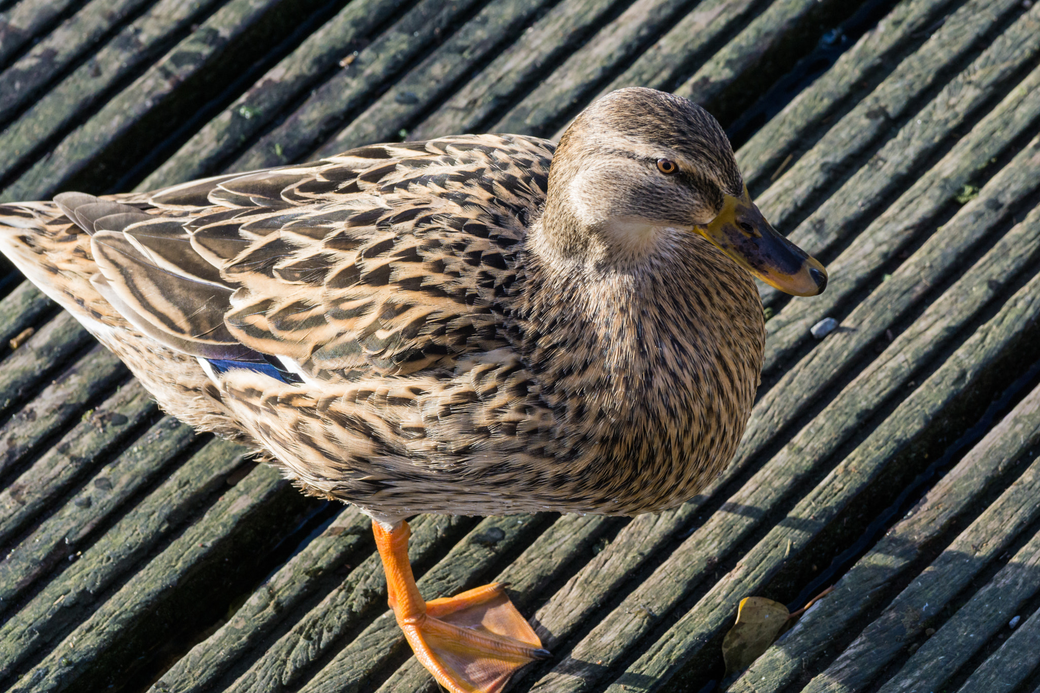 Sigma 150-500mm F5-6.3 DG OS HSM sample photo. Besigheim photography