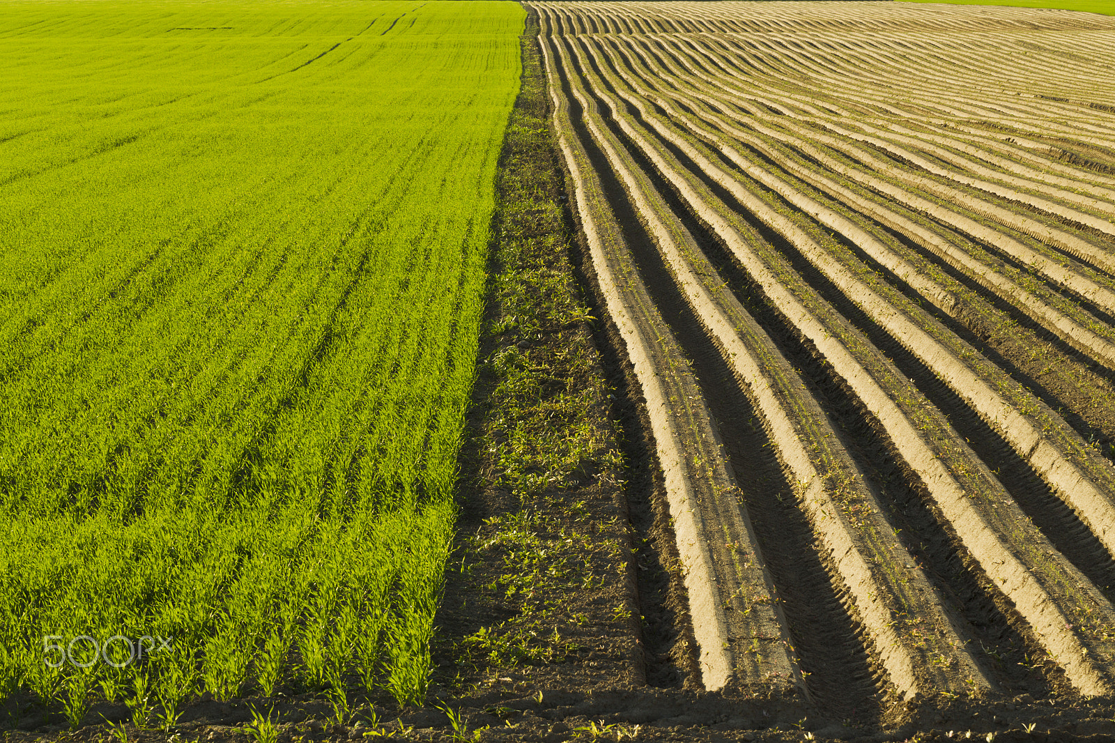 Canon EOS-1D Mark IV sample photo. Sown farm field photography