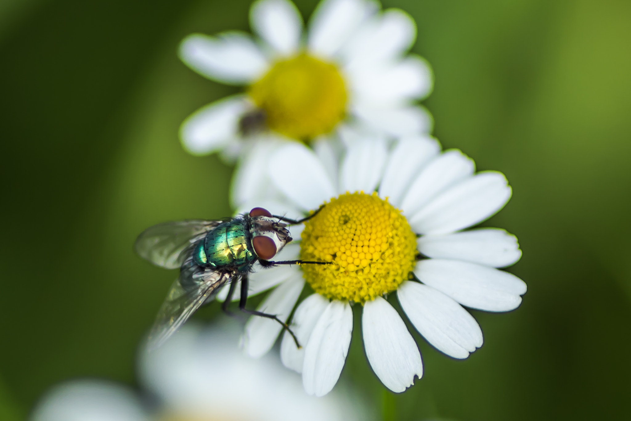 Canon EOS 700D (EOS Rebel T5i / EOS Kiss X7i) + Tamron SP AF 90mm F2.8 Di Macro sample photo. Fly photography