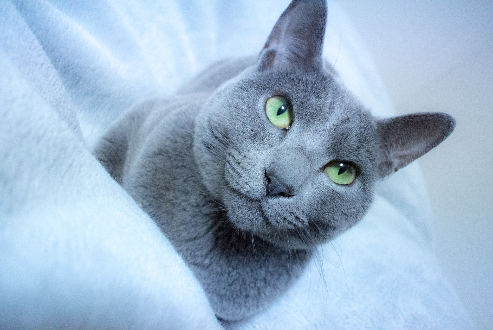 Nikon 1 Nikkor 10mm F2.8 sample photo. Russian blue photography