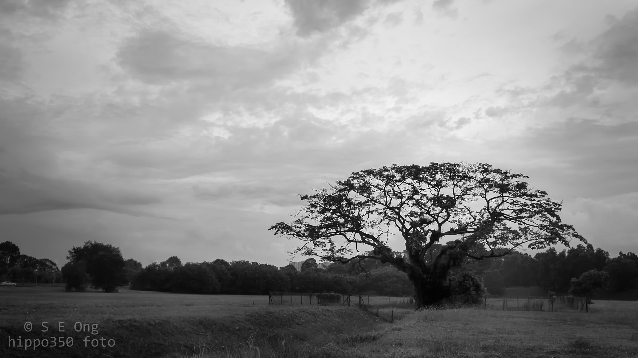 Sony NEX-5C + Sony E 18-55mm F3.5-5.6 OSS sample photo. Solitary tree photography