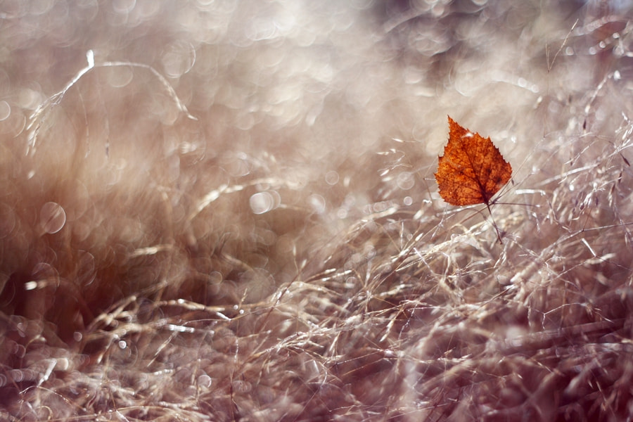 Canon EF 35-80mm f/4-5.6 sample photo