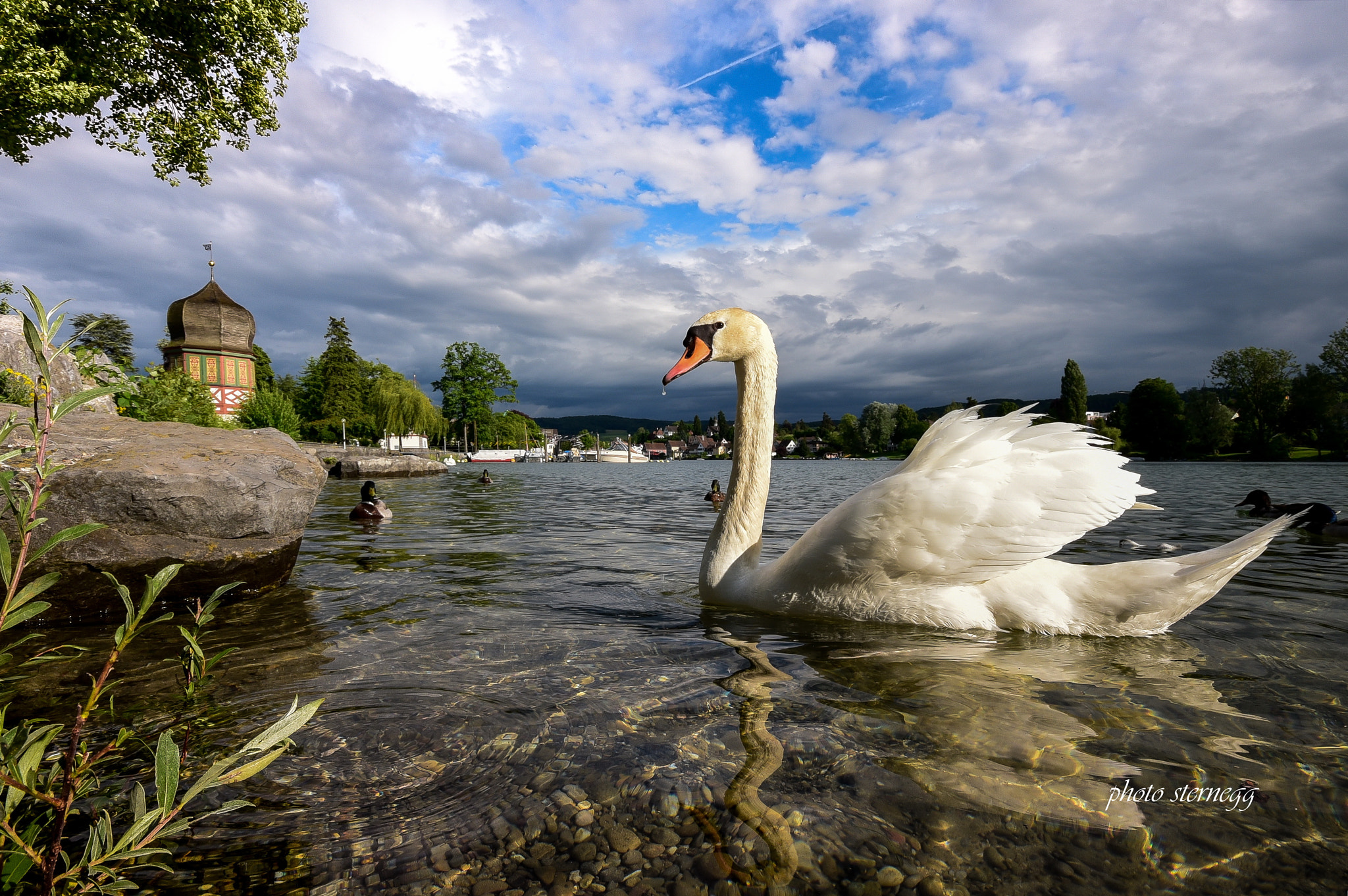Sigma 10-20mm F4-5.6 EX DC HSM sample photo. Schwan bei stein am rhein photography