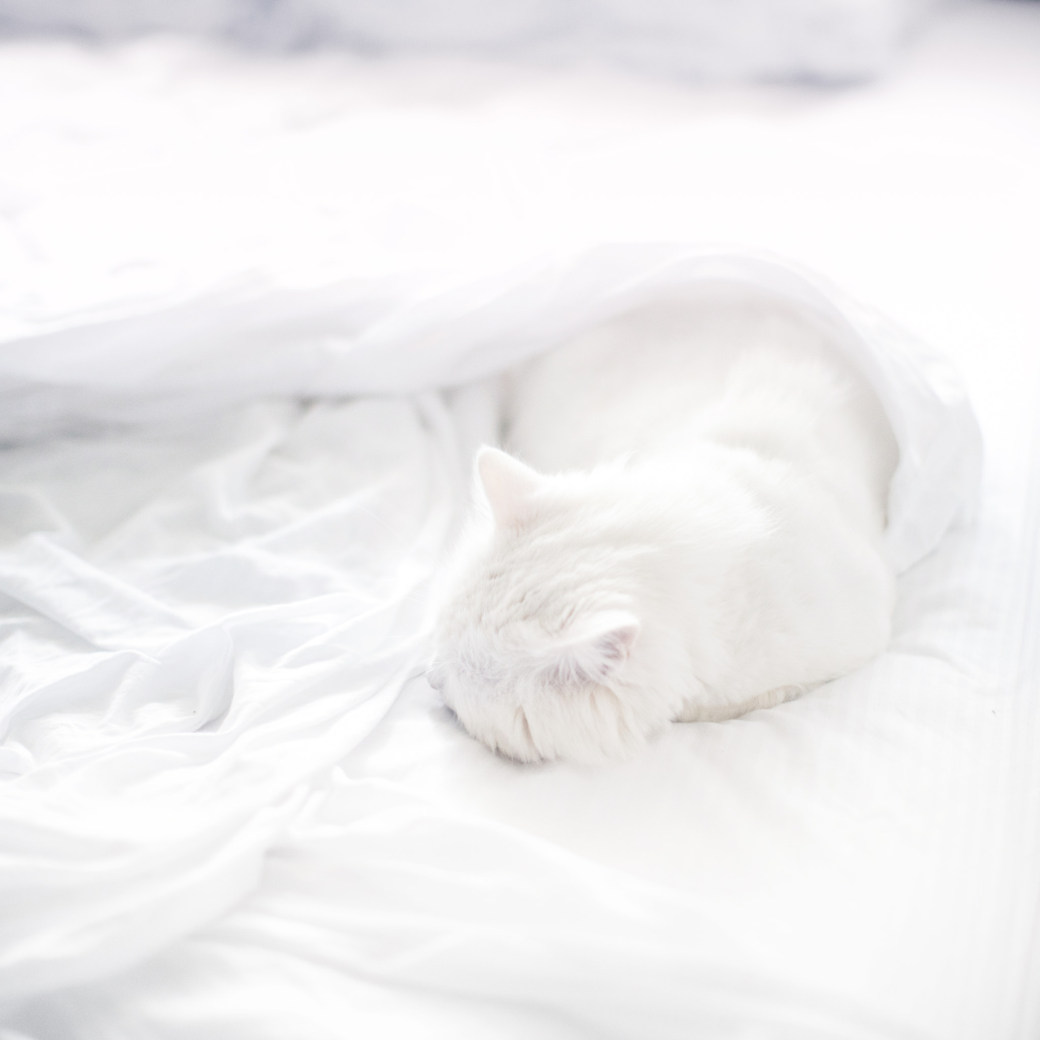Canon EOS 5DS + Canon EF 50mm F1.2L USM sample photo. Cat nap photography