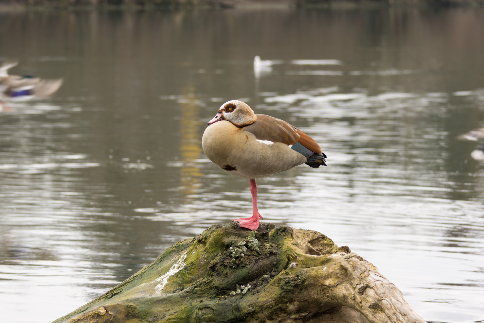 Sony a6000 + Tamron 80-300mm F3.5-6.3 sample photo. Neckar photography