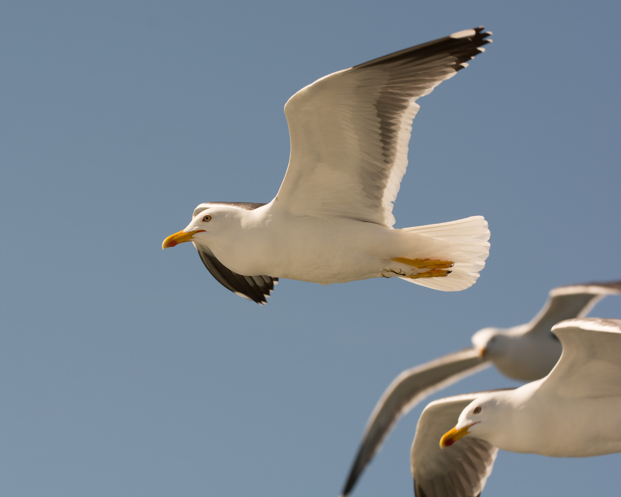 Sigma 150mm F2.8 EX DG OS Macro HSM sample photo. Gull in flight photography
