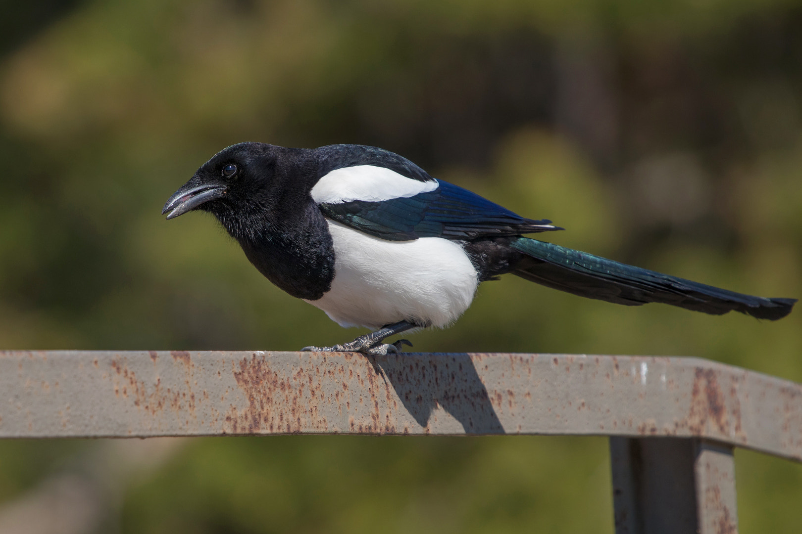 Canon EOS 80D + Canon EF 100-400mm F4.5-5.6L IS USM sample photo. Eurasian magpie photography