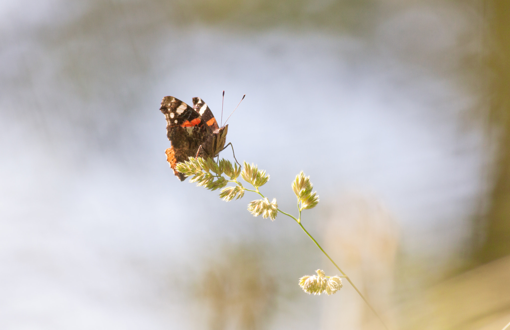 Canon EOS 50D + Canon EF 400mm F5.6L USM sample photo. Butterfly! photography