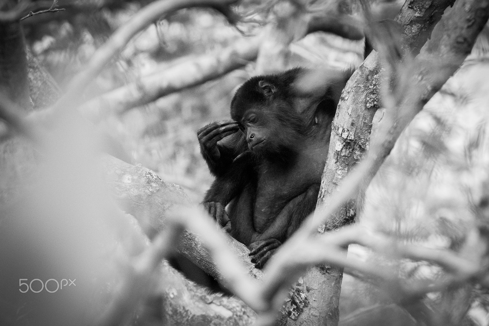 Sony a6000 + Sony FE 24-240mm F3.5-6.3 OSS sample photo. Howler monkey photography