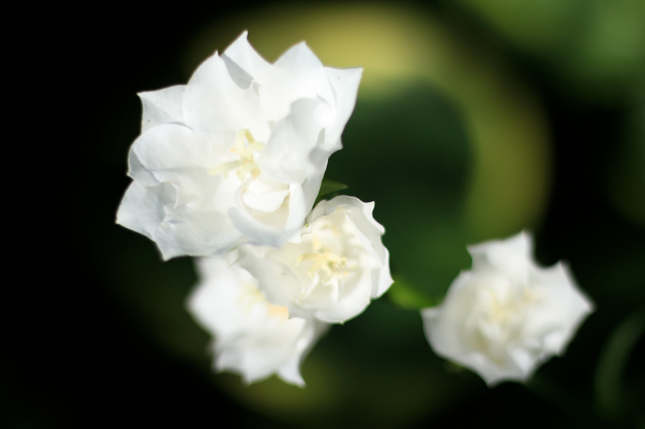 Canon EOS M + Canon EF 50mm F1.8 STM sample photo. White flowers photography
