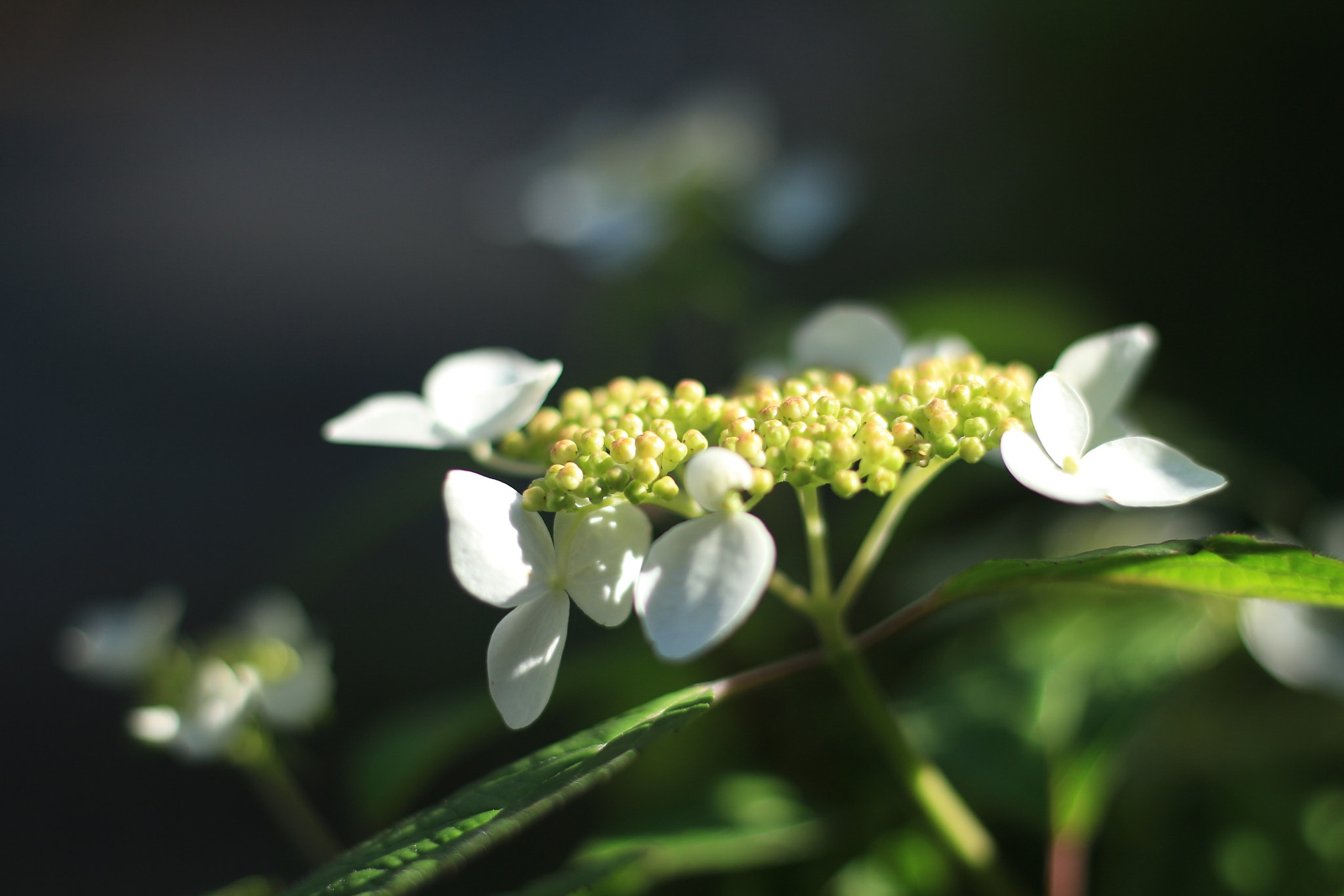 Canon EOS M + Canon EF 50mm F1.8 STM sample photo. Flowers photography