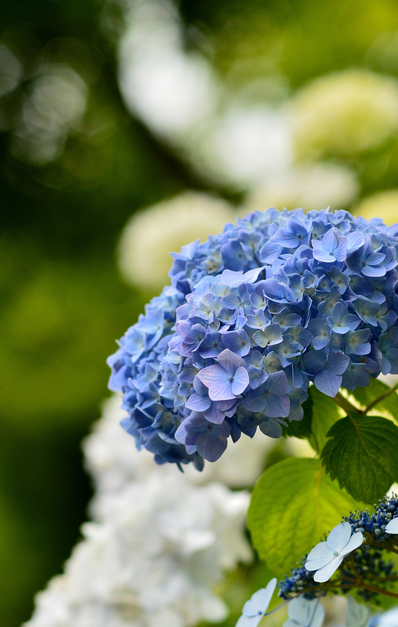 The rainy blue hydrangea