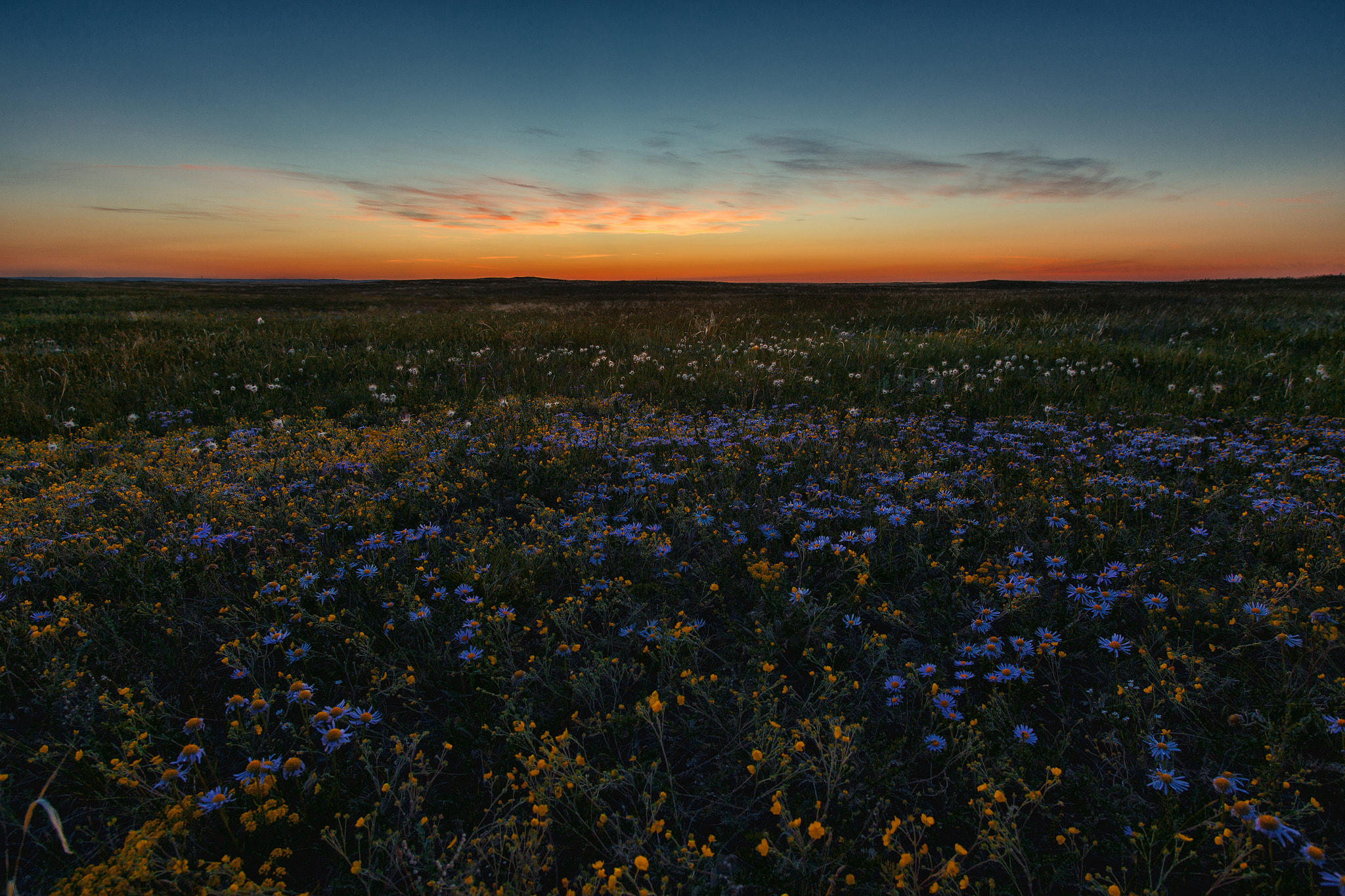 Sigma 20mm EX f/1.8 sample photo. Степные цветы на закате photography