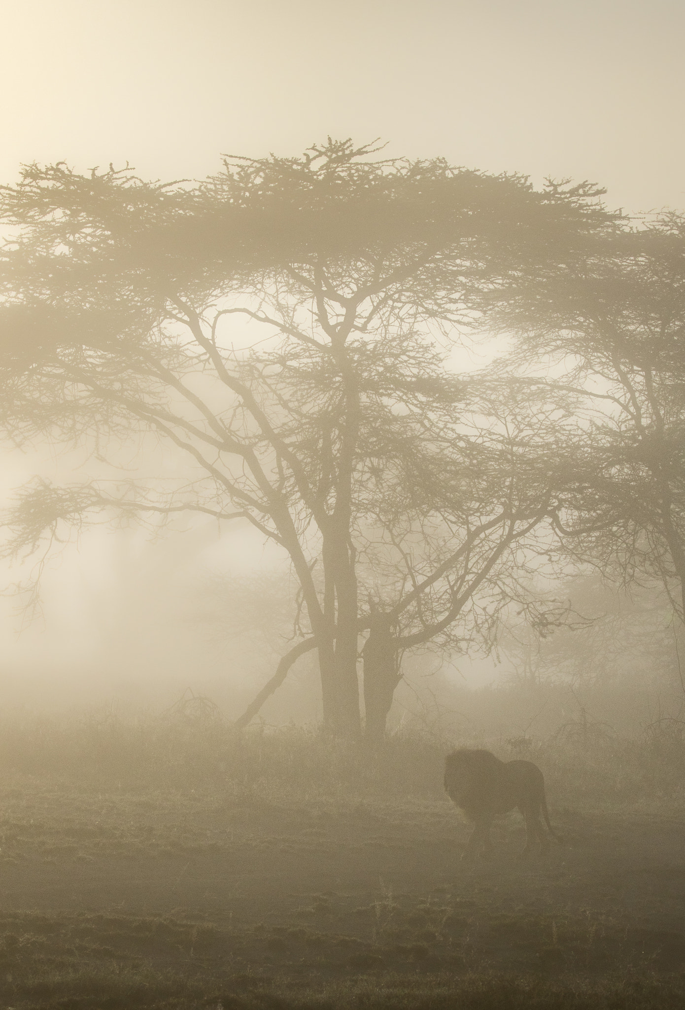 Canon EF 100-400mm F4.5-5.6L IS II USM sample photo. King in the mist photography