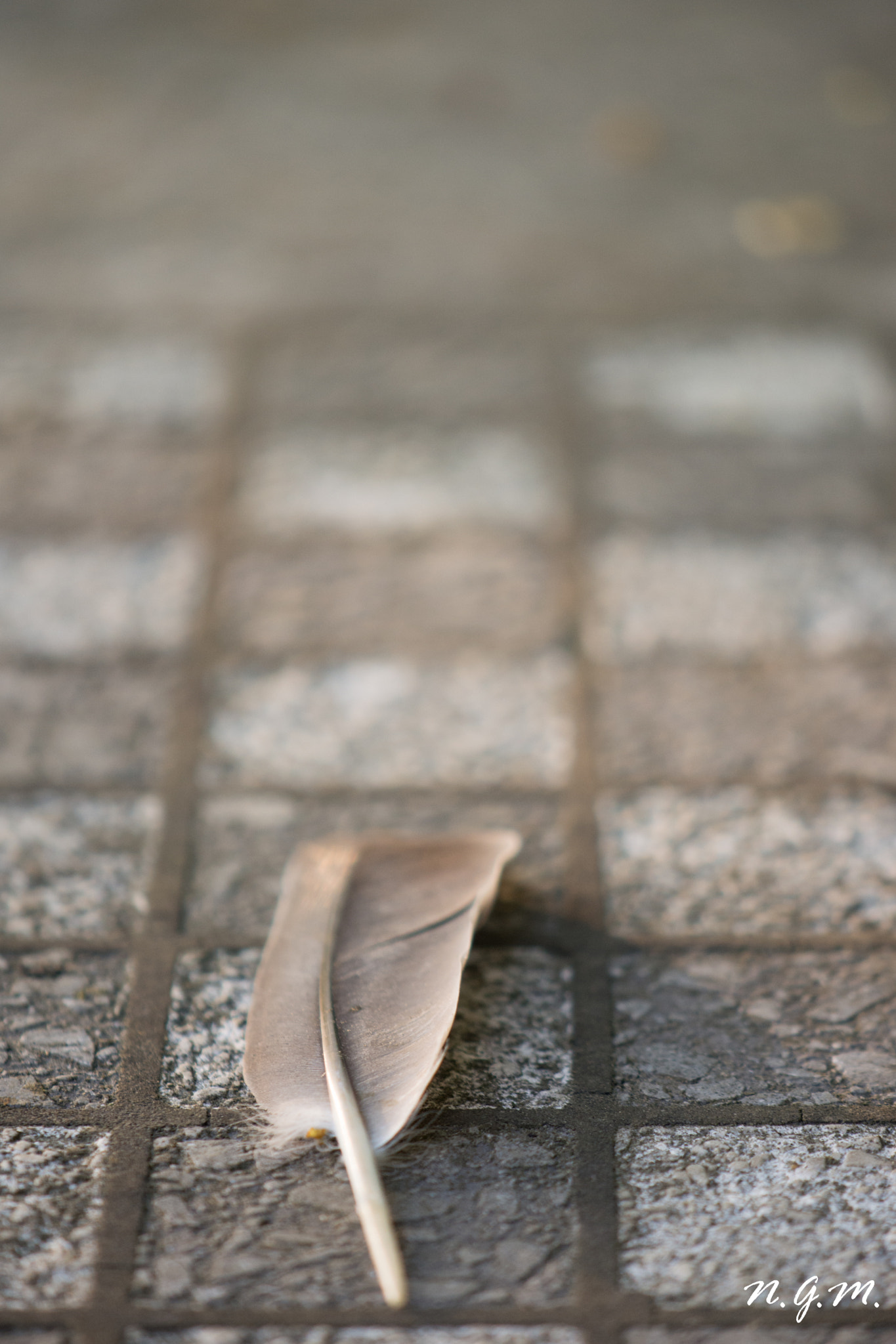 Nikon AF-S DX Micro-Nikkor 85mm F3.5G ED VR sample photo. Lange weiße rochade photography