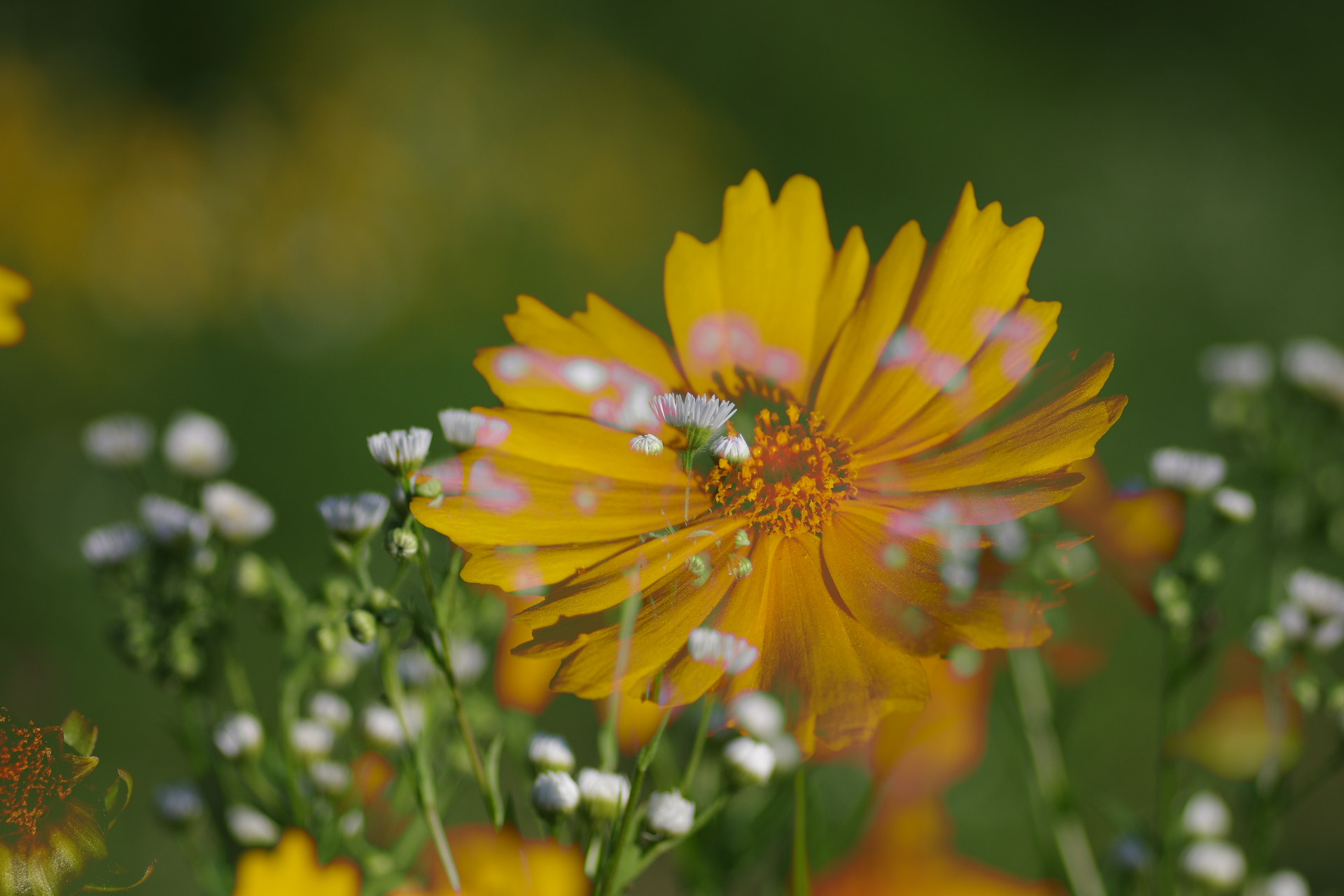 Pentax smc D-FA 100mm F2.8 macro sample photo. Summer photography
