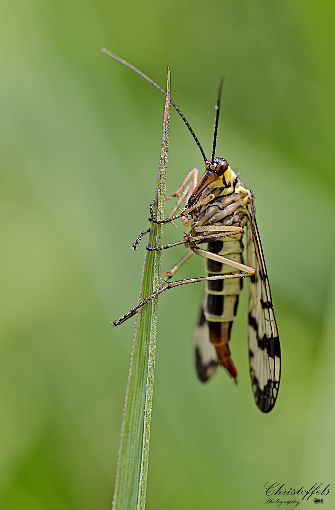 Canon EOS 60D + Sigma 70mm F2.8 EX DG Macro sample photo. Schorpioenvlieg (panorpa communis) photography