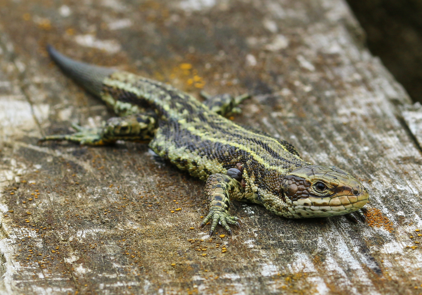 Sigma 105mm F2.8 EX DG OS HSM sample photo. Common lizard  photography