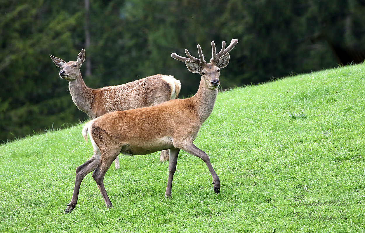 Canon EOS 7D Mark II + Canon EF 100-400mm F4.5-5.6L IS II USM sample photo. Deer photography