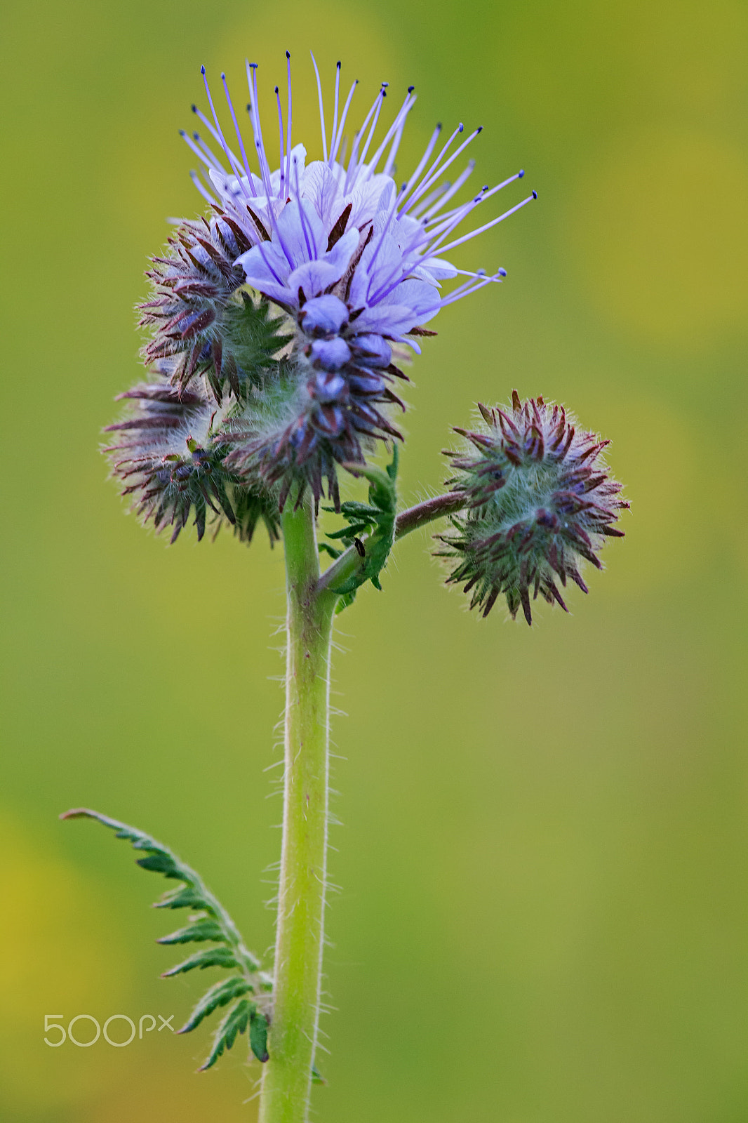 Canon EF 180mm F3.5L Macro USM sample photo. Scorpionweed photography