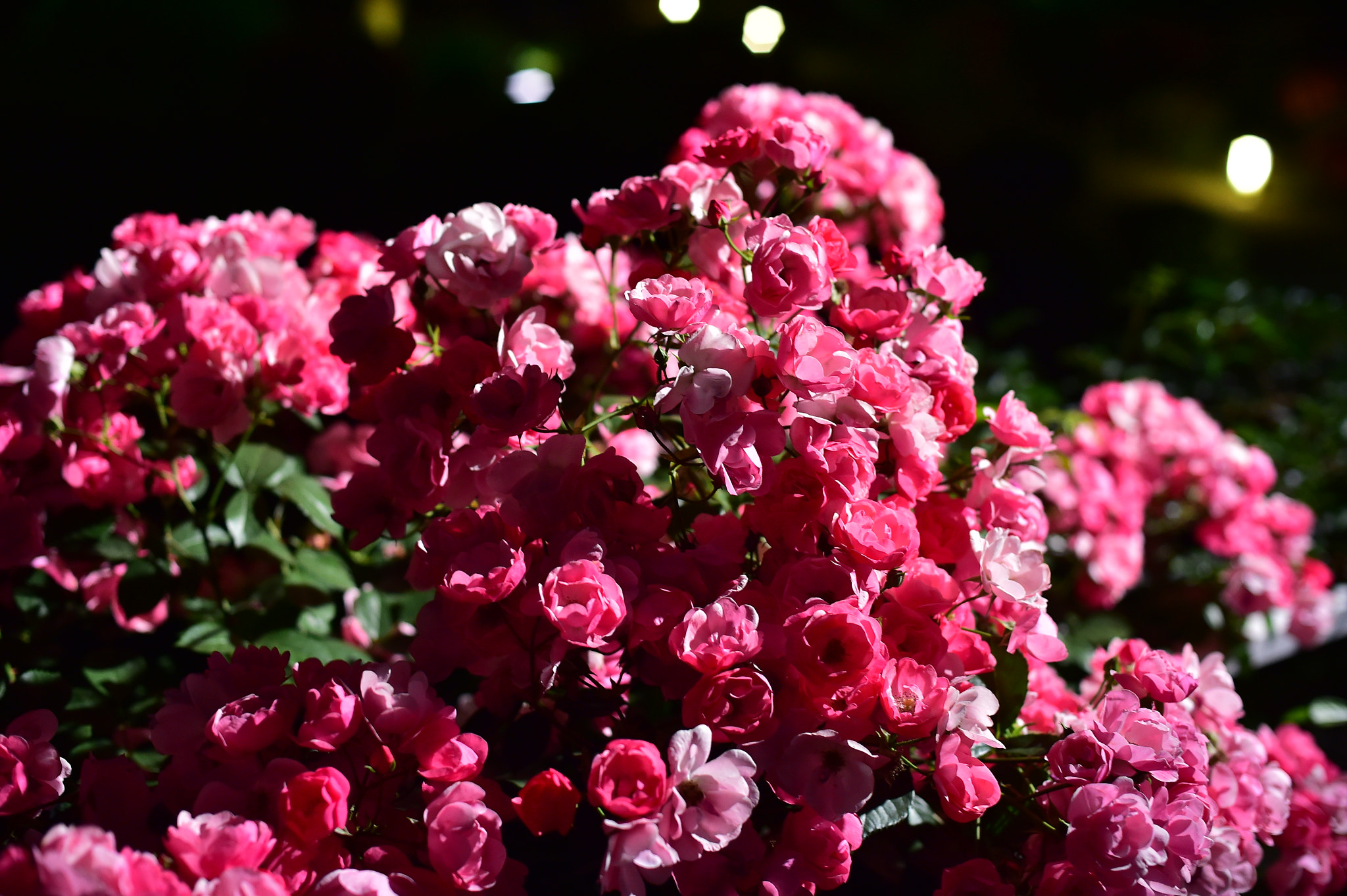 Nikon D4S + AF Nikkor 50mm f/1.4 sample photo. Roses photography