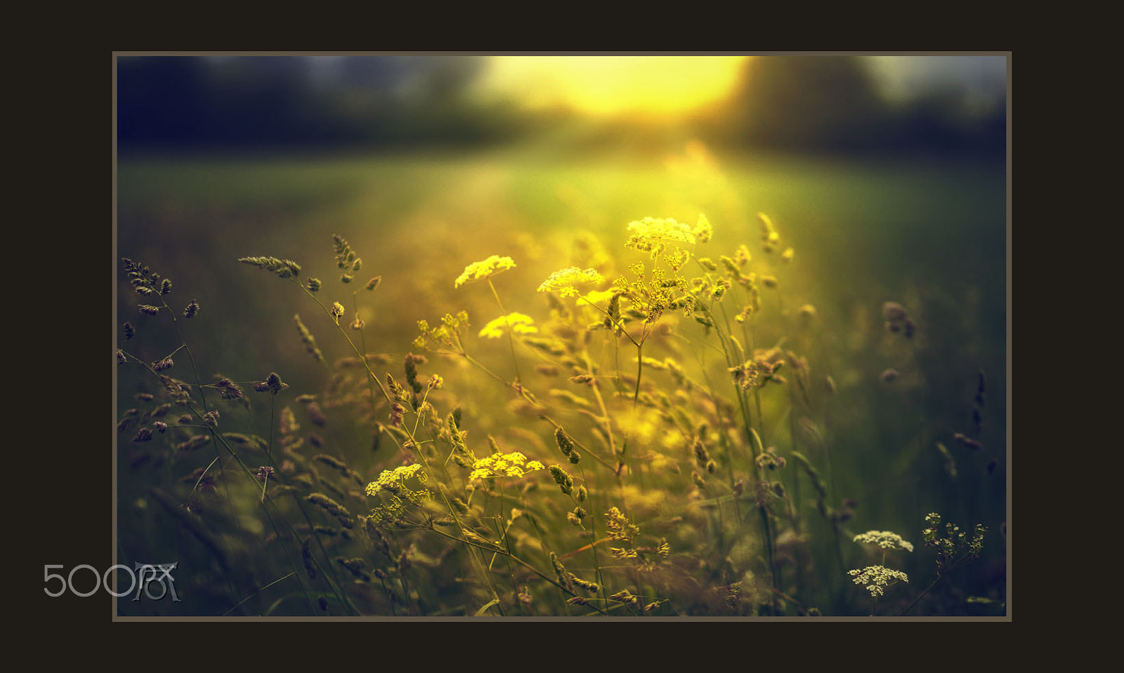 Panasonic Leica DG Nocticron 42.5mm F1.2 ASPH OIS sample photo. Summer feeling photography