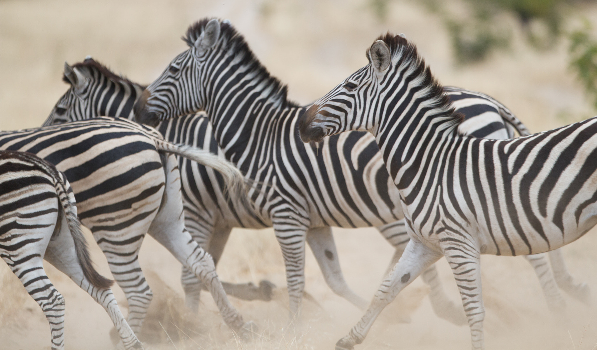 Canon EF 300mm F2.8L IS II USM sample photo. A dazzle of zebras photography