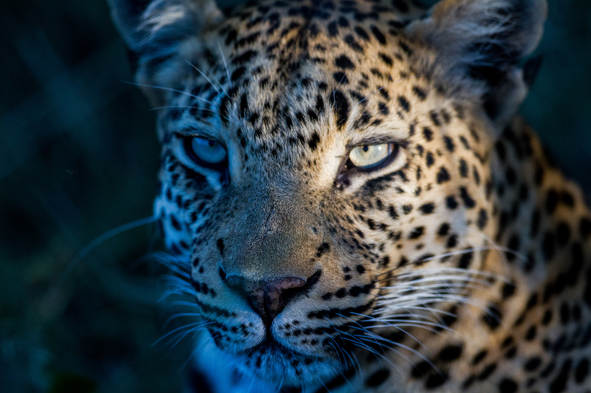 Canon EF 300mm F2.8L IS II USM sample photo. Morning okavango photography