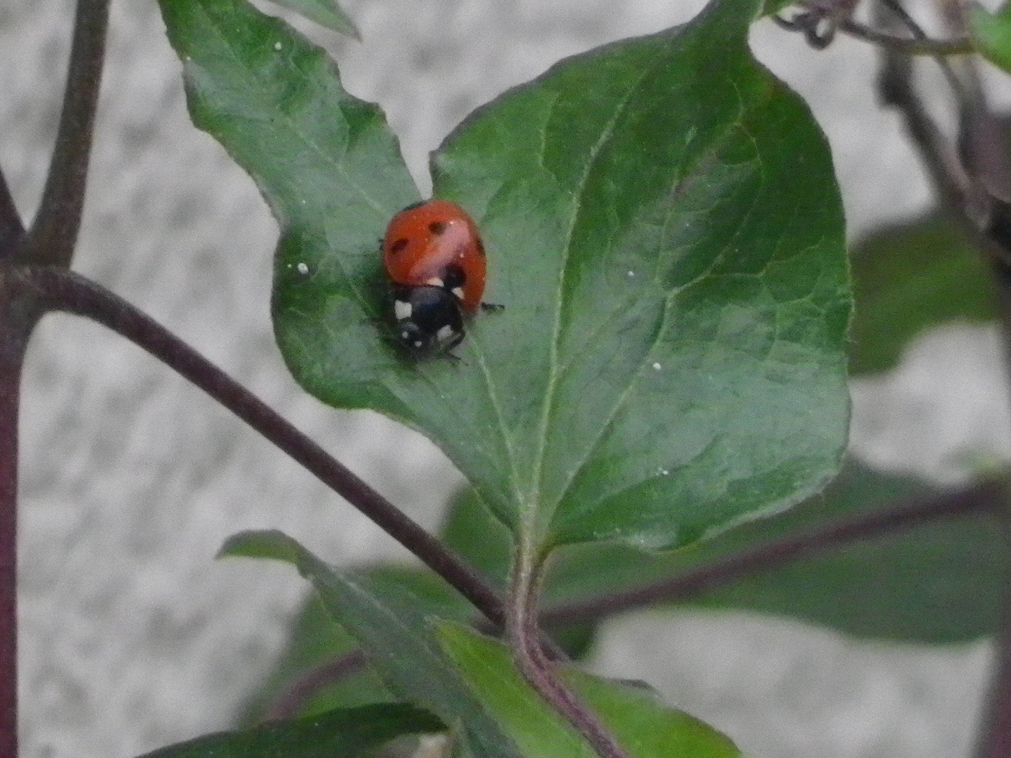 Pentax Optio RZ18 sample photo. Coccinelle, demoiselle..... photography