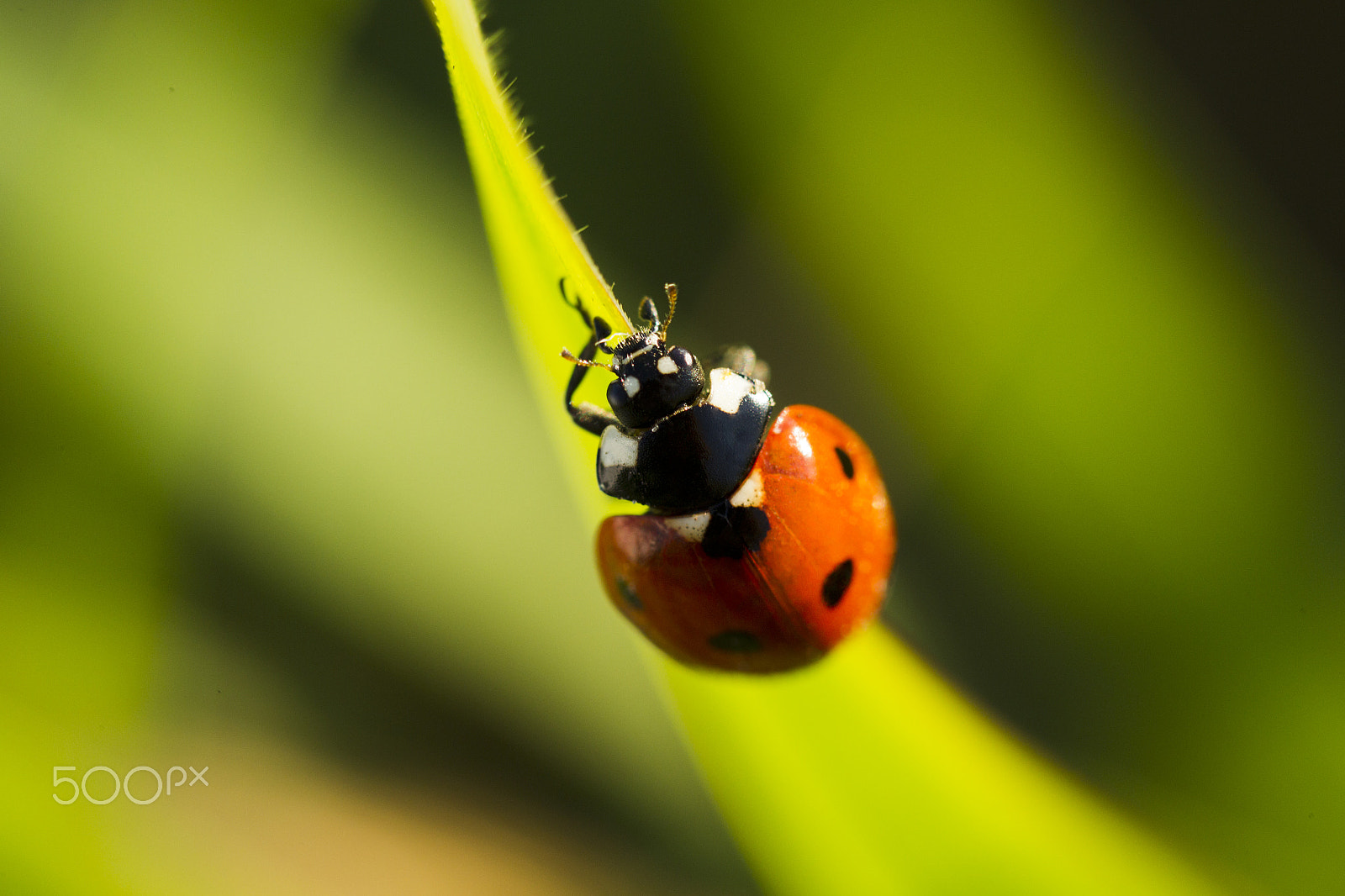 Canon EOS-1D Mark IV sample photo. Beetles ladybug in green grass photography