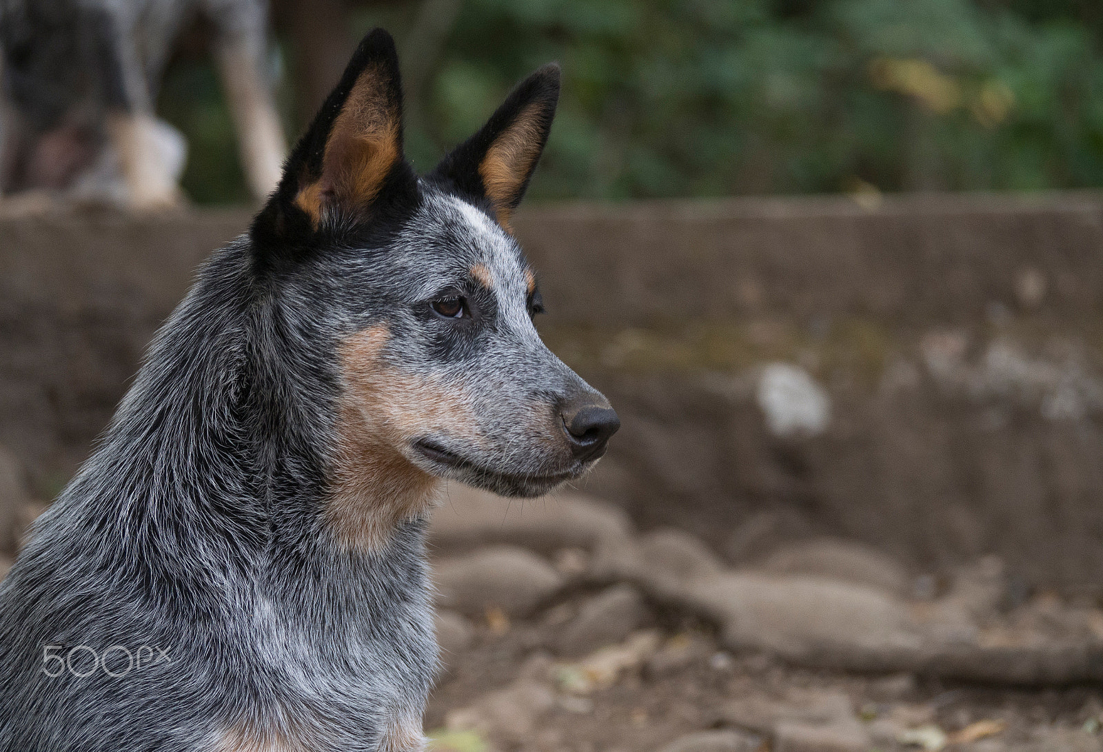 Olympus PEN E-PL5 sample photo. Australian cattle dog photography