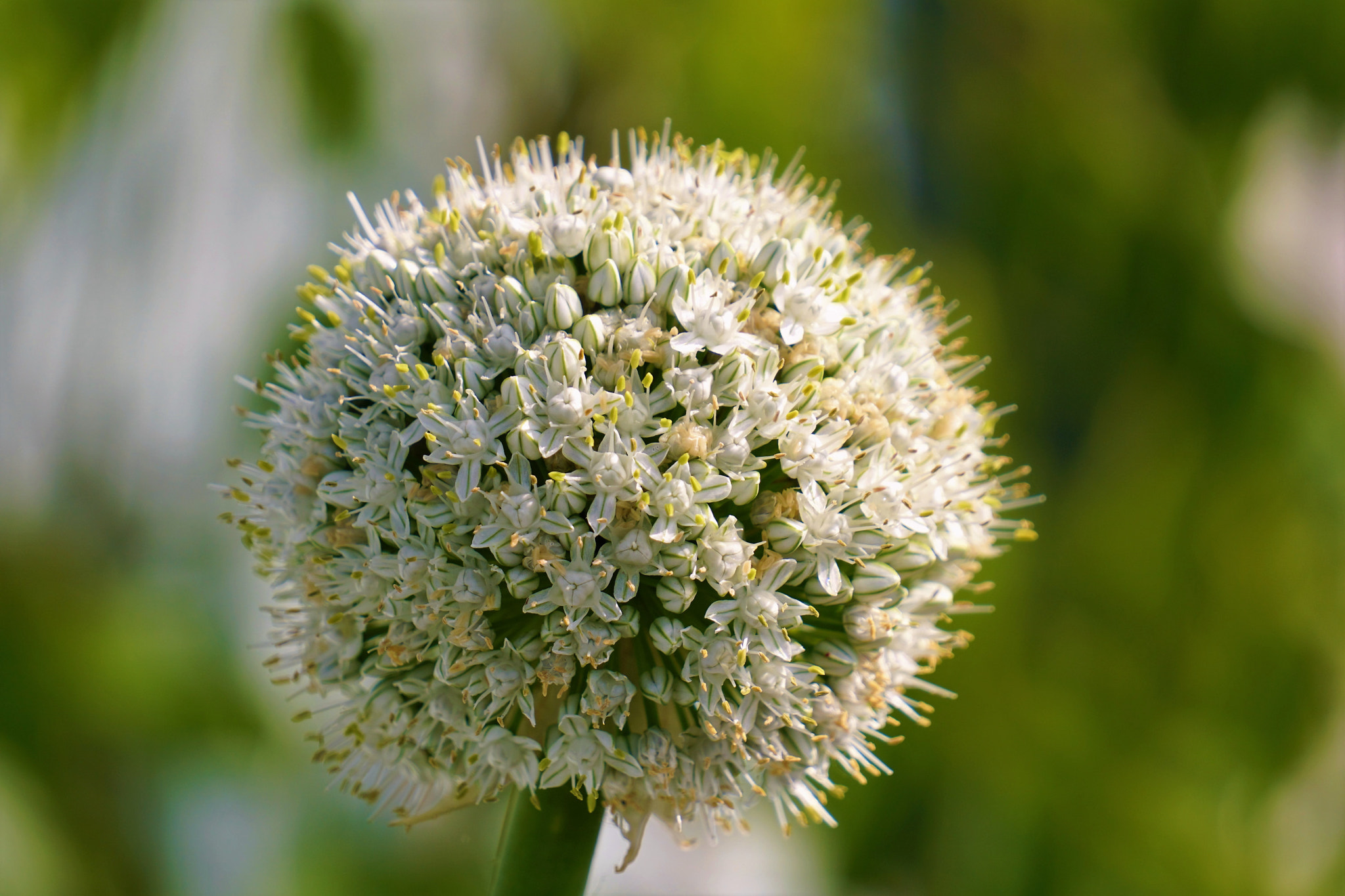 Sony E 55-210mm F4.5-6.3 OSS sample photo. Onion flower photography