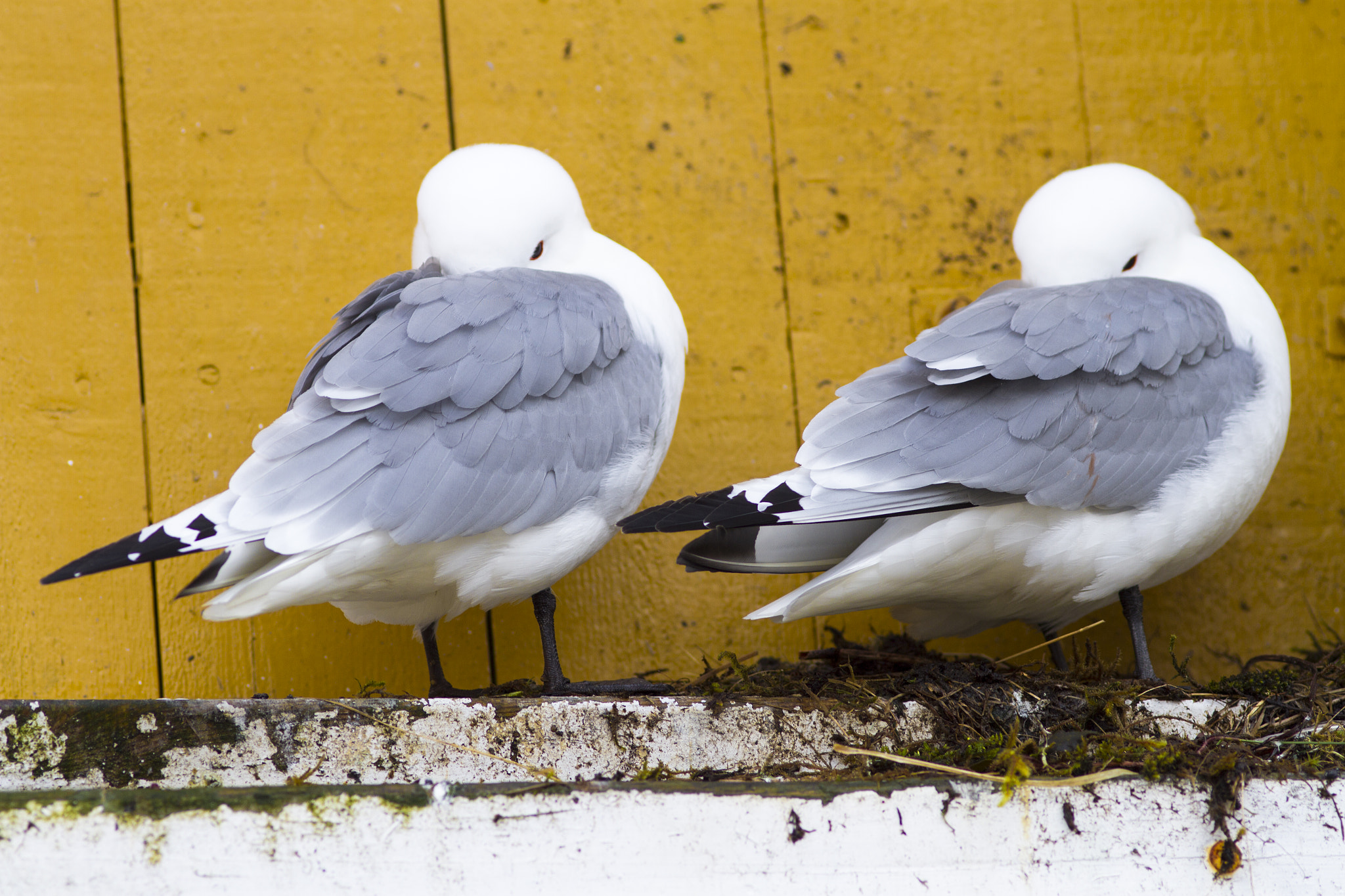 Canon EOS 7D + Canon EF 200mm F2.8L II USM sample photo. Lovebirds - kittiwakes from norway :) photography