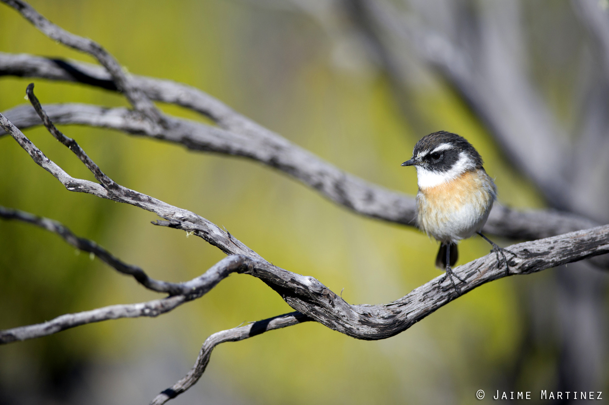 Nikon D3S + Nikon AF-S Nikkor 300mm F4D ED-IF sample photo. Reunion stonechat - saxicola tectes photography