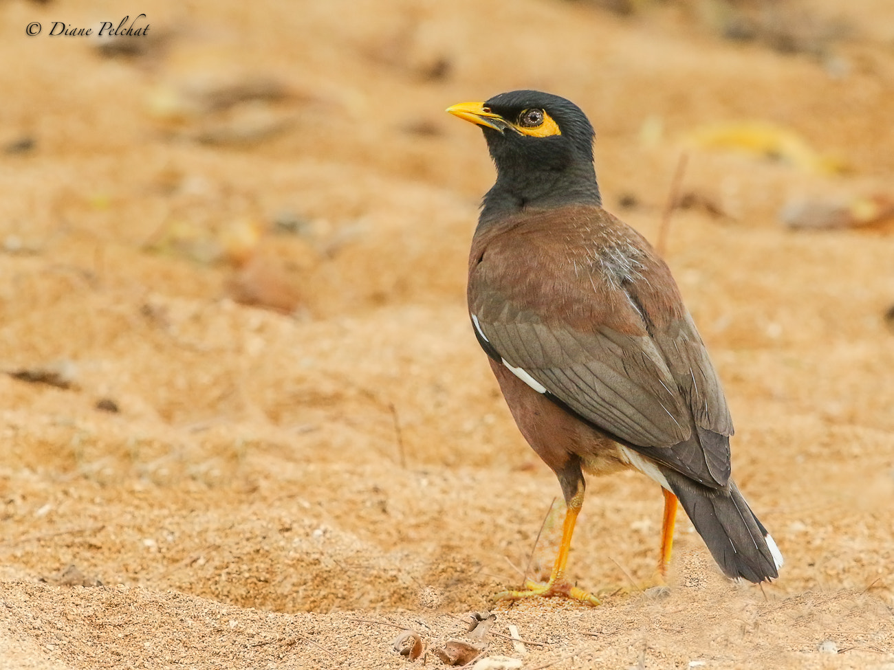 Canon EF 300mm F2.8L IS II USM sample photo. I'm serious photography
