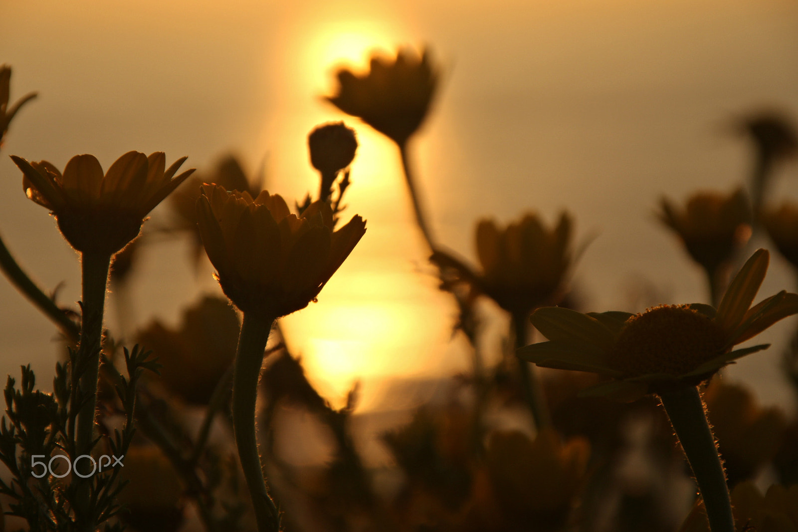 Canon EOS 7D Mark II + Canon TS-E 90mm F2.8 Tilt-Shift sample photo. Flowers by sunset photography