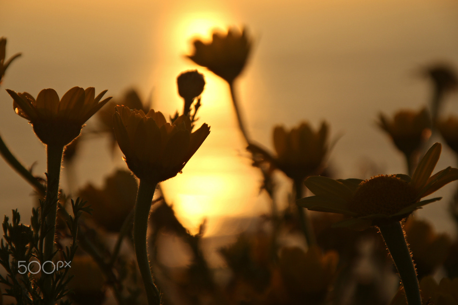Canon TS-E 90mm F2.8 Tilt-Shift sample photo. Flowers by sunset photography