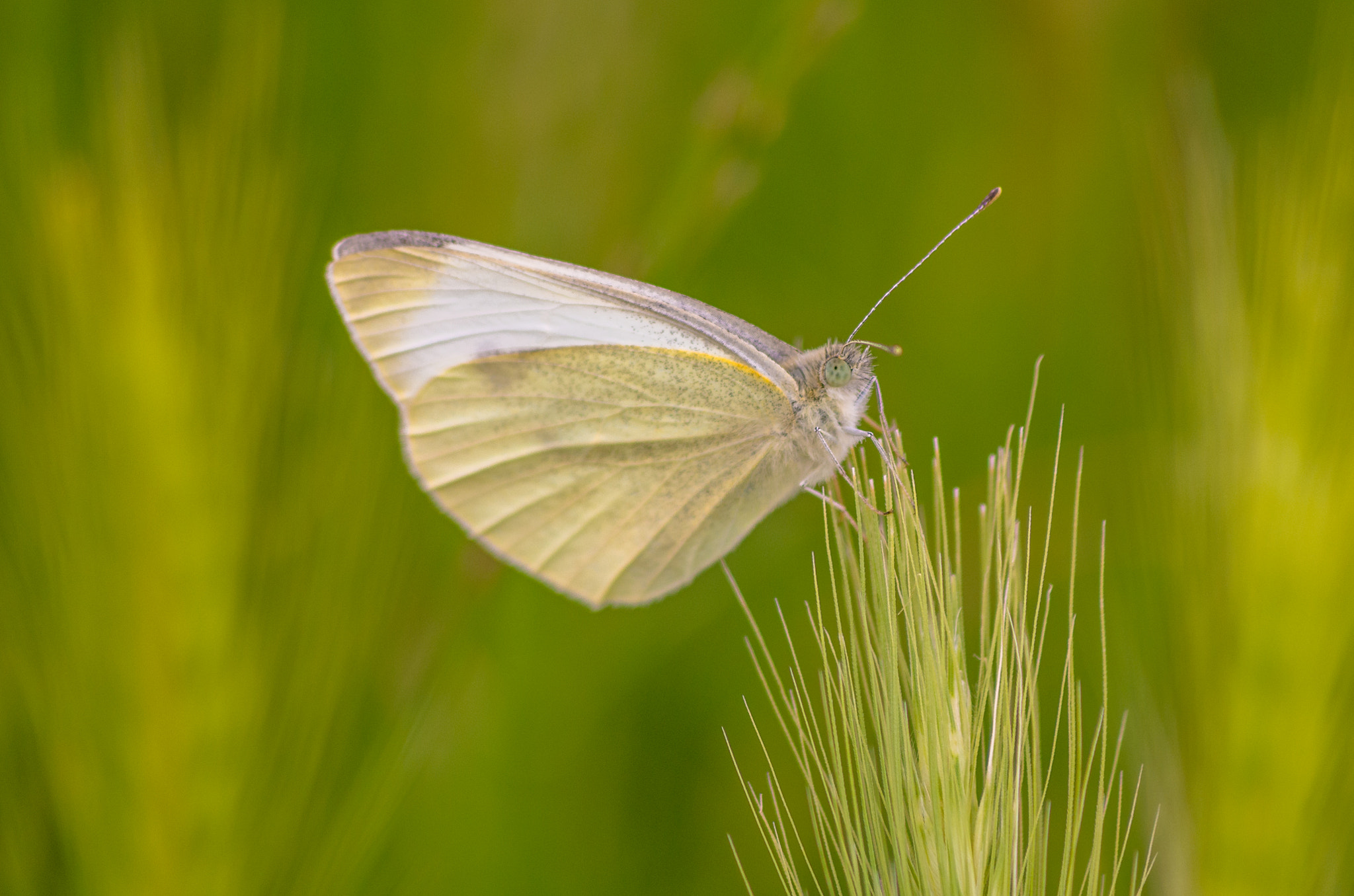 Pentax smc DA 55-300mm F4.0-5.8 ED sample photo. Butterfly photography