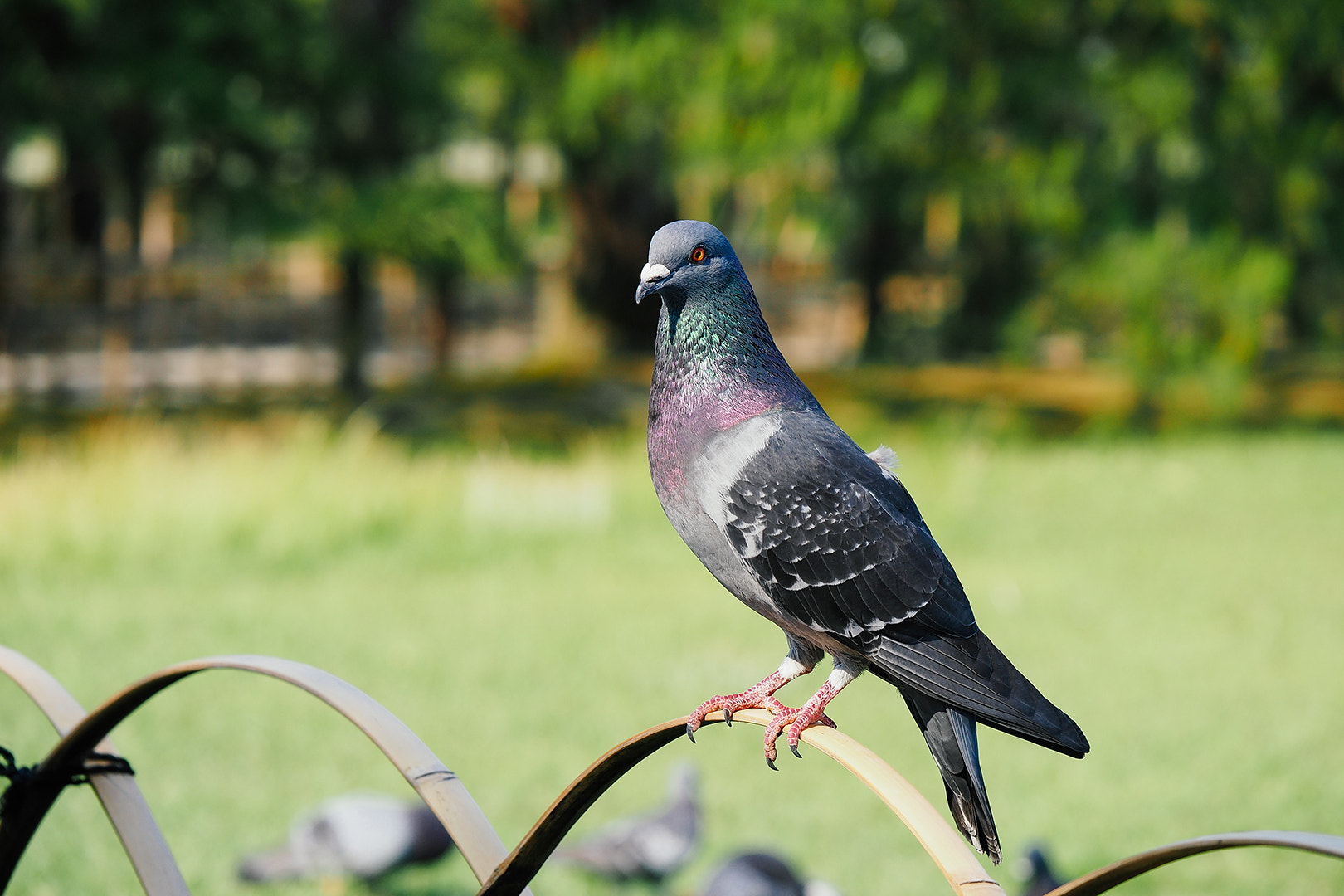 Panasonic Lumix G X Vario 35-100mm F2.8 OIS sample photo. 栗林公园 photography
